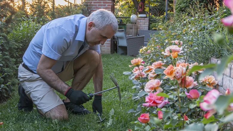 Grow These 15 Companion Plants With Your Roses For A Showstopping Garden Of Color