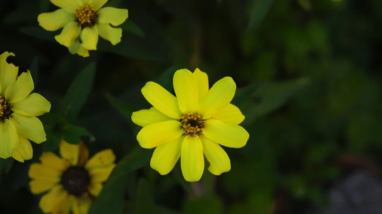 Grow These 6 Plants To Make Your Garden Smell Like A Chocolate Factory