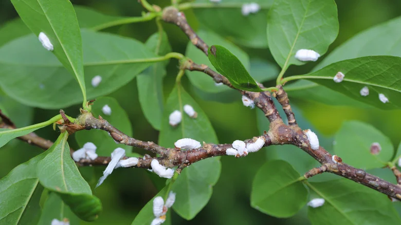 Grow These Popular Herbs To Evict Mealybugs From Your Garden