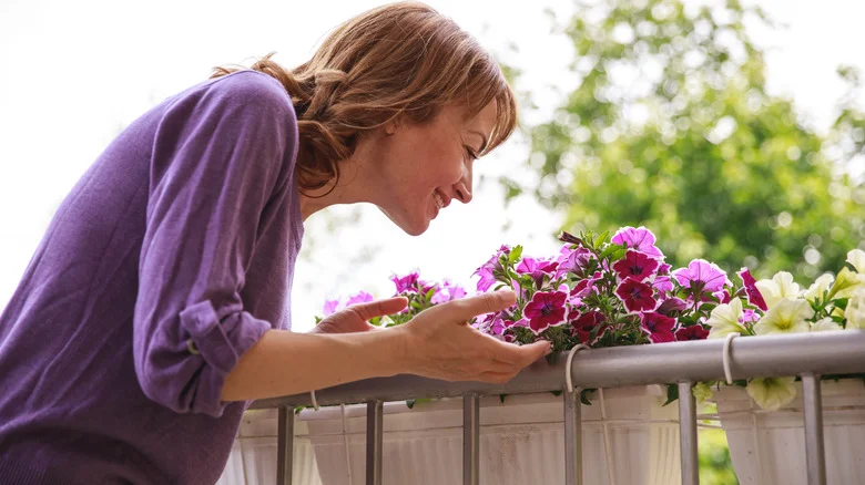 Grow This Beautiful Flower Near Your Petunias For The Sweetest-Smelling Garden