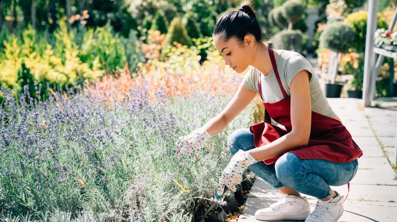 Grow This Beautiful Plant With Your Lavender For Extra Color