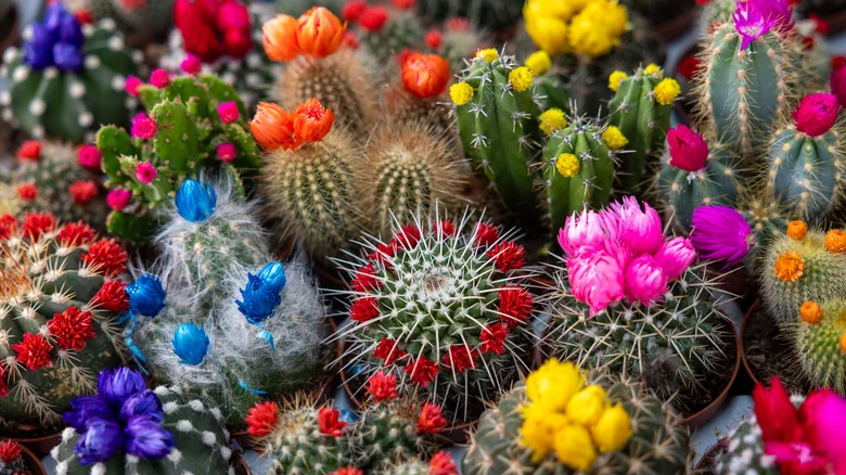 Grow This Cactus Plant For A Beautiful Pop Of Red-Orange Color