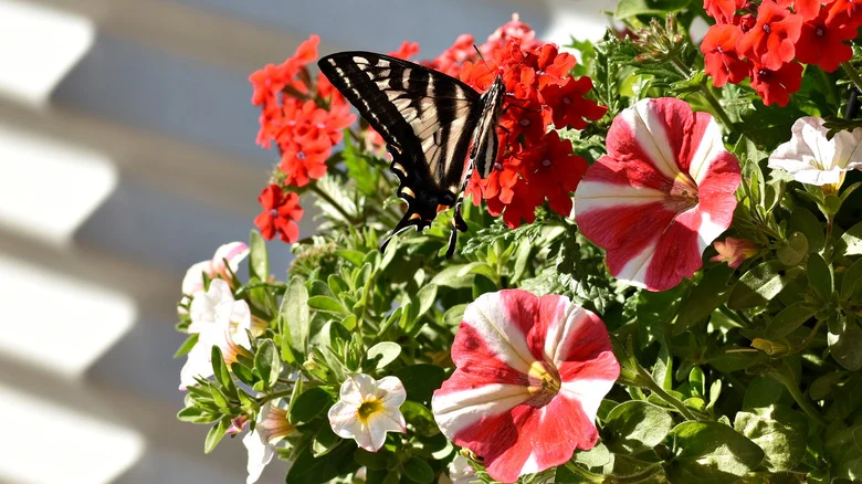 Grow This Colorful Plant Near Your Petunias To Attract Beautiful Butterflies+
