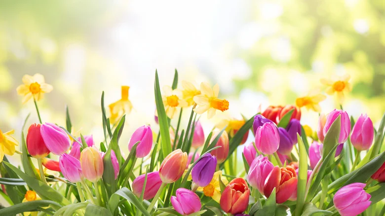 Grow This Colorful Plant Near Your Spring Bulbs And Wait For The Magic Happen