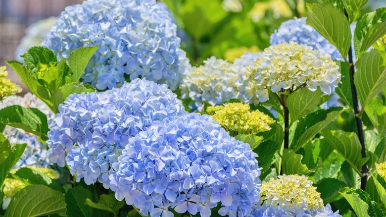 Grow This Flower Next To Your Hydrangeas To Add Unbeatable Beauty To Your Garden