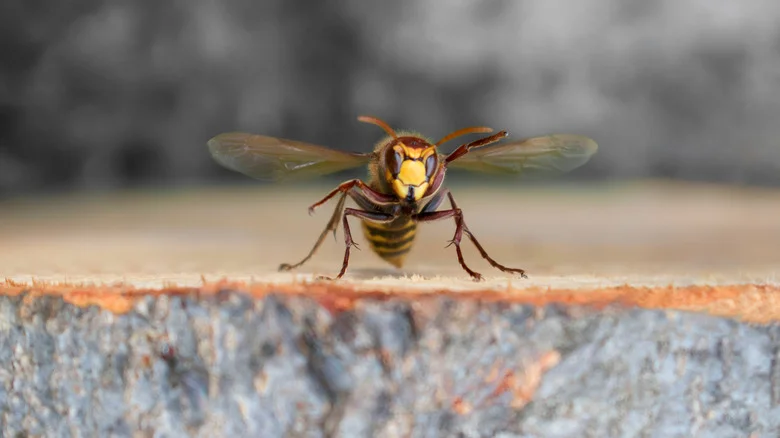 Grow This Fragrant Plant And Say Goodbye To Your Stinging Yellowjacket Problem