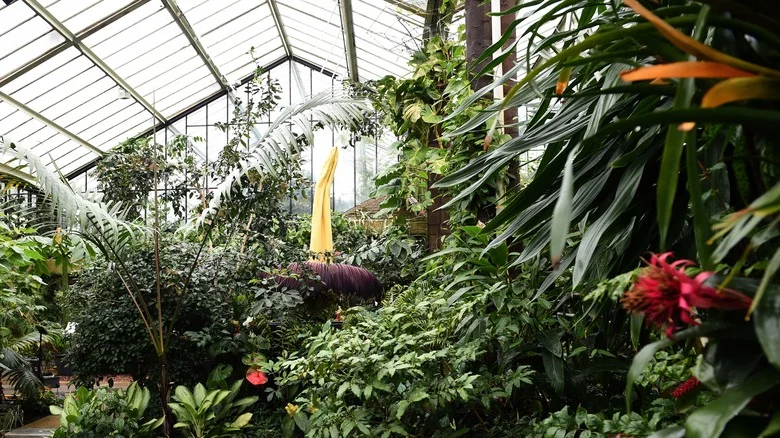 Grow This Gigantic Tropical Flower With A Morbidly Dark Name For A Unique Garden