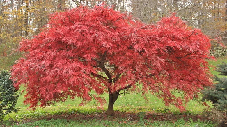 Grow This Gorgeous Flowering Plant Near Your Japanese Maple For Vibrant Color