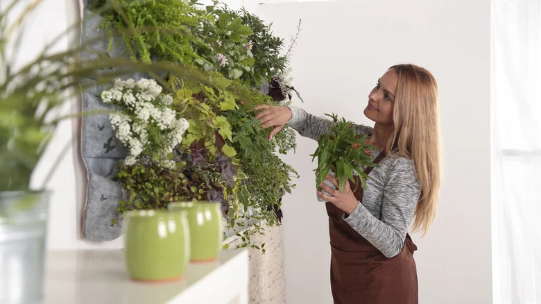 Grow This Gorgeous White Flowering Vine Indoors For Season-Long Blooms