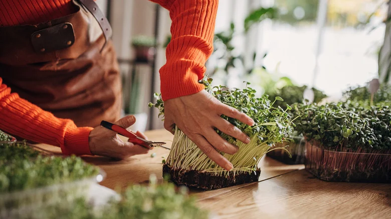 Grow Thriving Microgreens Without An Outdoor Space By Using Empty Food Tins