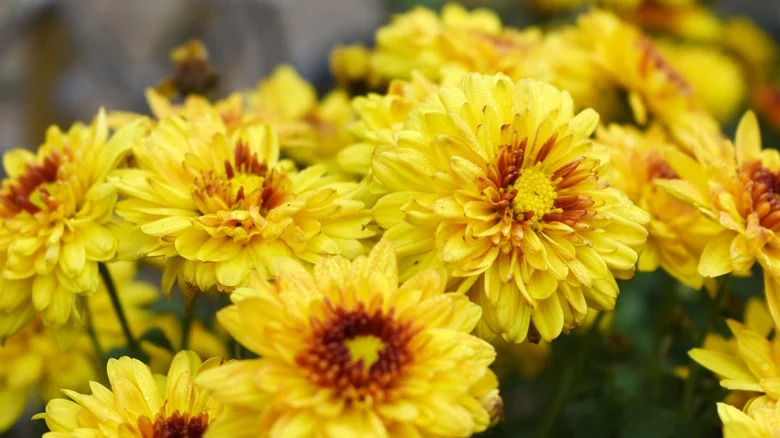 Grow Your Own Chrysanthemums With This Clever Cutting Hack