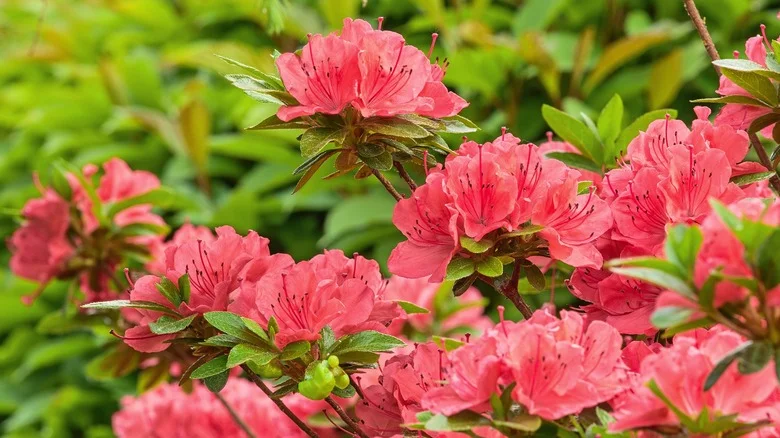 Growing Azaleas? Avoid These Crucial Garden Mistakes