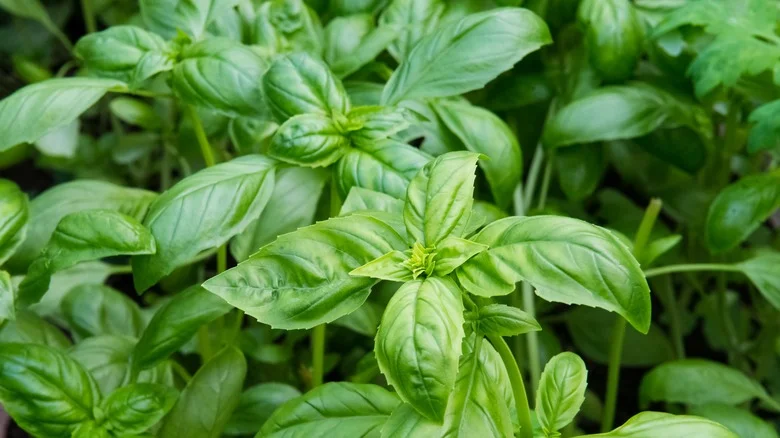 Growing Basil From Seeds Is Easy With Our Handy Gardening Guide