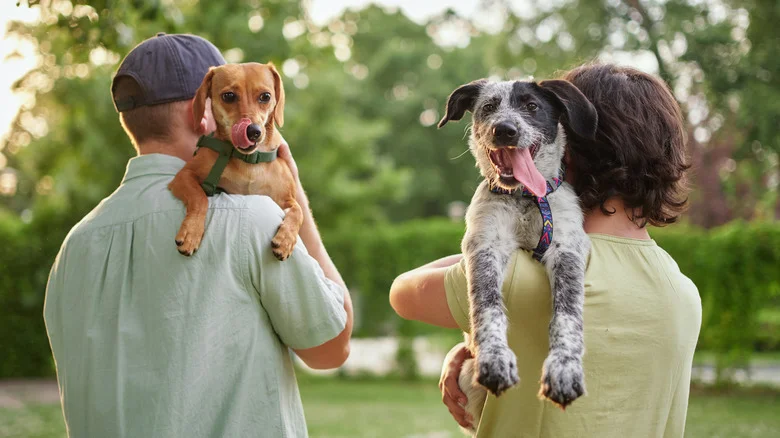 Growing Fruit Trees? A Word Of Caution For Dog Owners