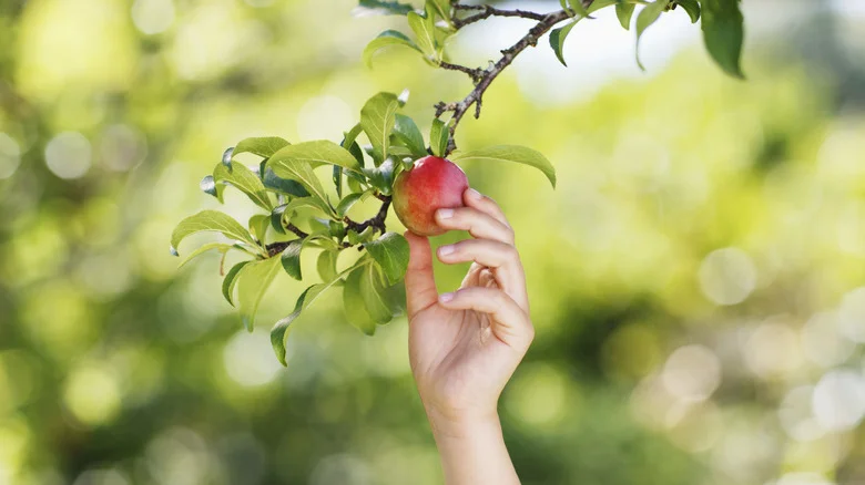 Growing Fruit Trees From Seed Is More Complicated Than You Think. Here’s Why