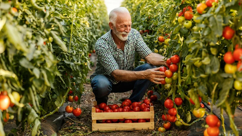 Growing Healthy Tomatoes Is A Breeze When You Plant Them Near One Fragrant Herb