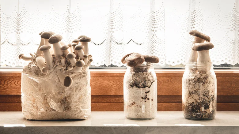Growing Mushrooms With Hydrogen Peroxide: Good Or Bad Idea?