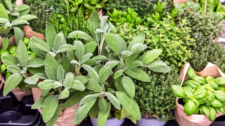 Growing Sage Indoors Is A Breeze With Our Expert Tips
