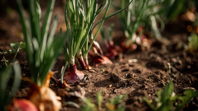 Growing These 12 Popular Plants & Veggies With Onions Isn’t The Best Idea