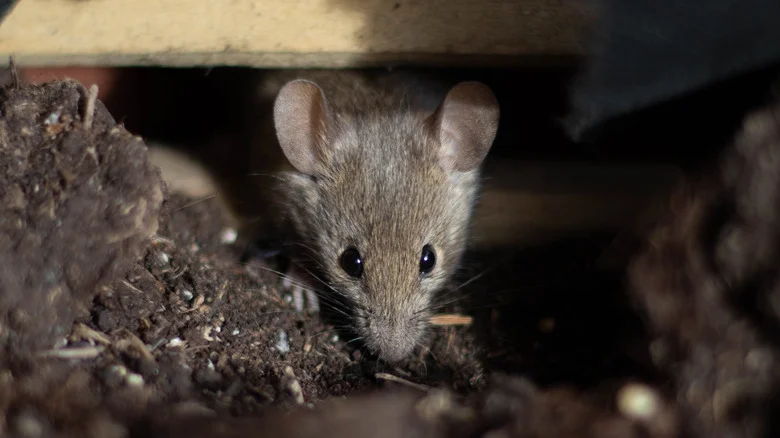Growing These Vegetables In Your Garden Could Result In A Major Mouse Problem
