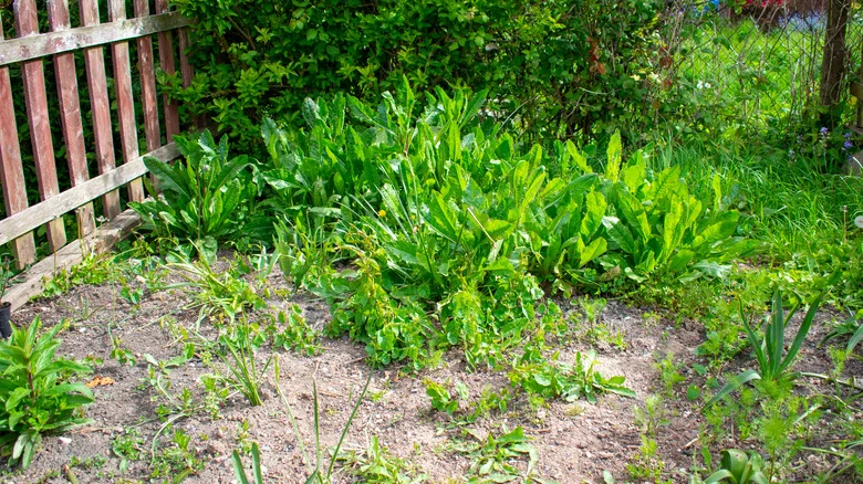 Growing This Aromatic Herb Can Help Keep Excessive Weeds Out Of The Garden