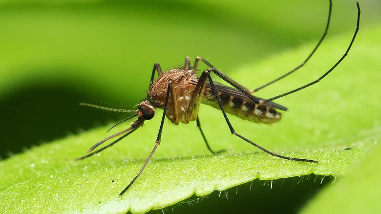 Growing This Garden Herb May Help Keep Pesky Mosquitos At Bay