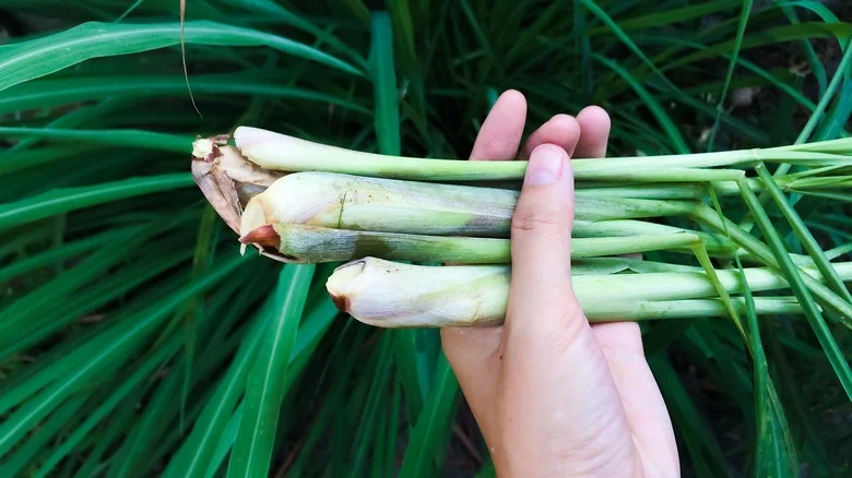 Growing This Popular Herb May Keep Mice Out Of Your Yard And Garden