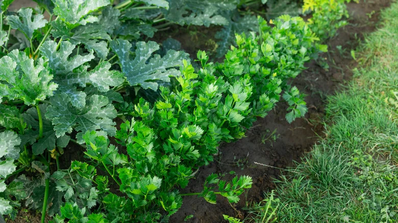 Growing This Popular Veggie In Your Garden Is No Easy Feat – Here’s Why