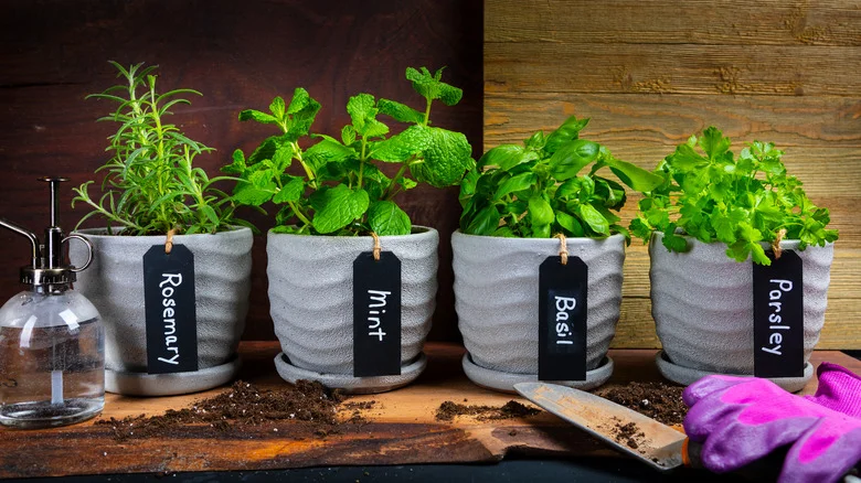 Growing This Staple Herb From Seed May Cause You Unexpected Regret