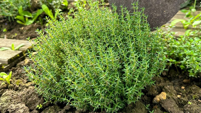 Growing Thyme? Here’s Why You Should Consider Adding Gravel To The Soil
