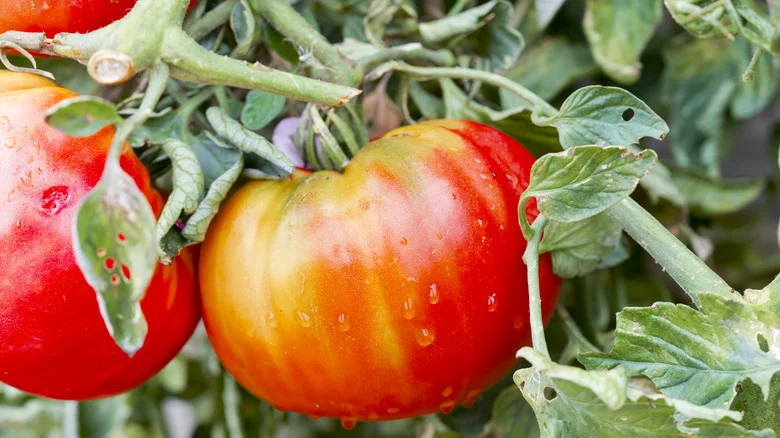 Growing Tomatoes? Say Goodbye To Root Rot With One Easy Addition To The Soil