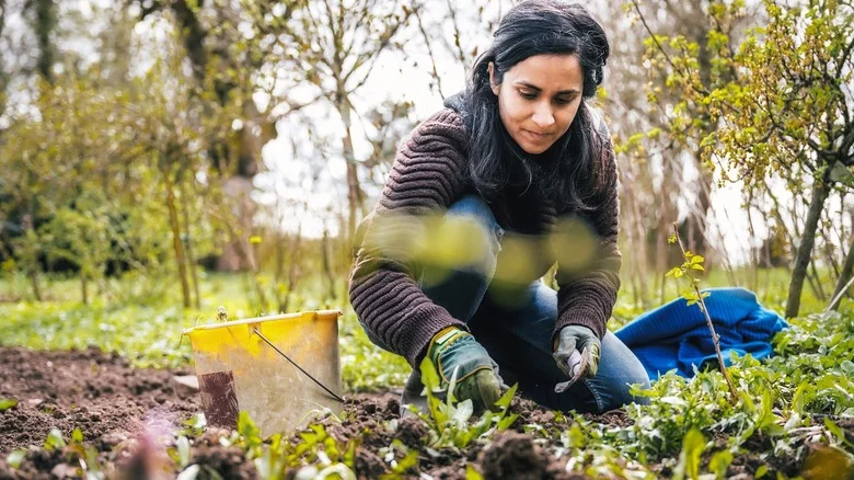 Hand-Pulling Vs Getting Weeds Sprayed: What’s The Difference?