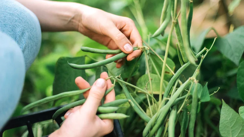 Harvest And Save Green Bean Seeds To Plant For Next Year. Here’s How