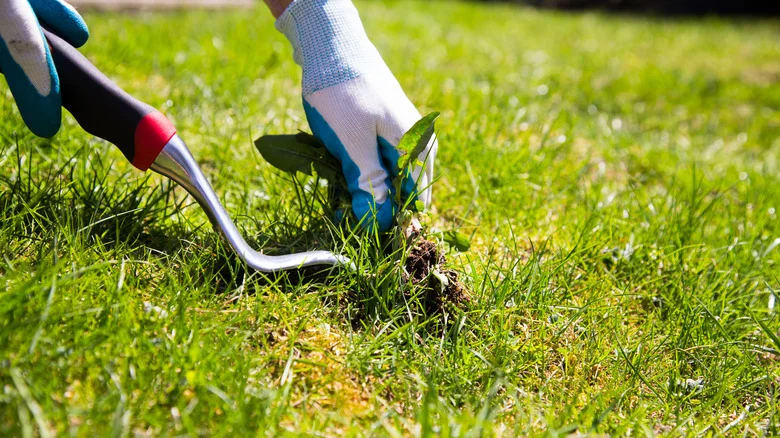 Have A Yard Full Of Weeds? TikTok’s Top 9 Tricks Will Help Whip Your Lawn Into Shape