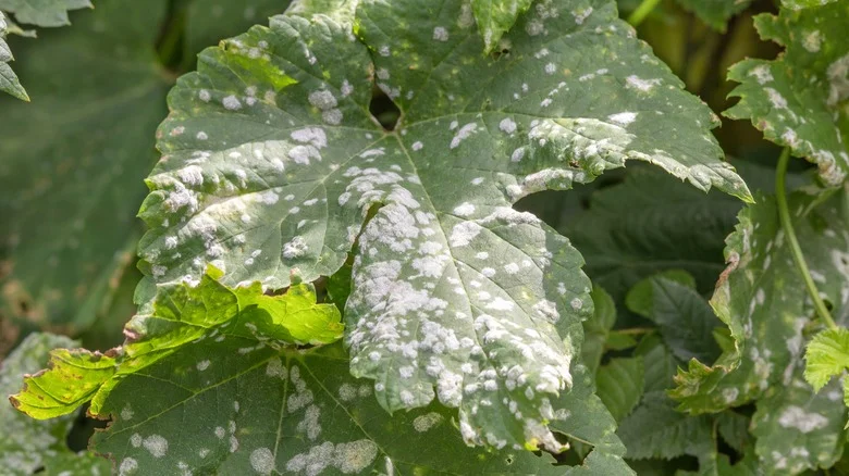 Head To The Kitchen For A Savory Staple To Treat Fungus In The Garden