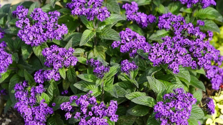 Heliotrope Flowers: Which Varieties Are A Beautiful Addition & Ones To Avoid