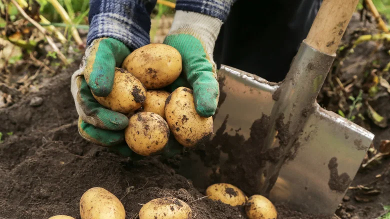 Help Potatoes And Onions Last Longer With A DIY Root Cellar Storage Solution