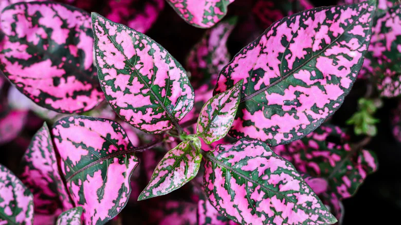 Help These Moisture-Loving Plants Thrive With An Easy Cookie Jar Hack