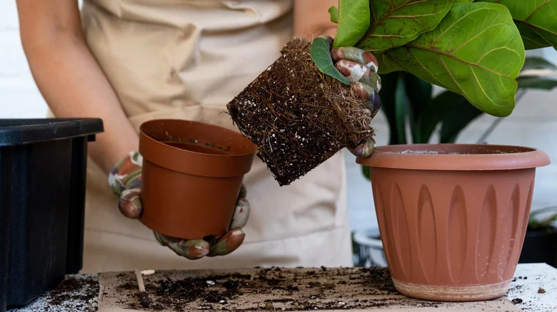 Help Transplanted Plants Thrive With This Leftover Kitchen Scrap