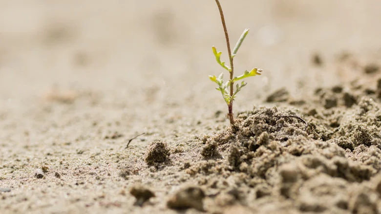 Help Your Flower Garden Survive During A Heat Wave With These Tips & Tricks