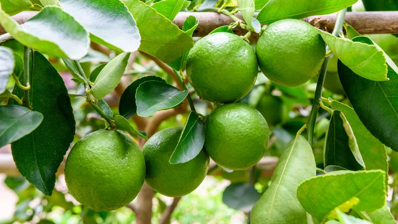 Help Your Lime Trees Thrive With This Genius Gardening Hack