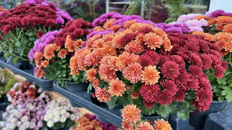 Help Your Mums Thrive After Blooming With One Simple Addition To The Soil