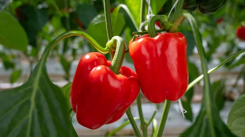 Help Your Pepper Plants Thrive With A Leftover Liquid From Your Kitchen