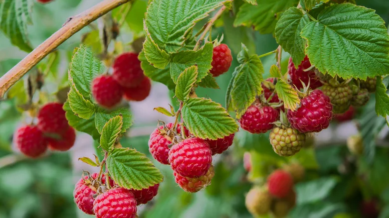 Help Your Raspberries Thrive With This Common Kitchen Waste