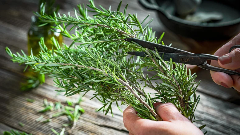 Help Your Rosemary Plants Thrive With One Simple Addition To The Soil