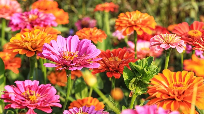 Helpful Pruning Tips To Get The Most Blooms Out Of Your Zinnias