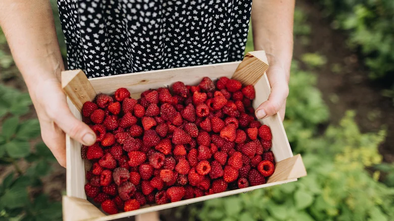 Helpful Tips For Pruning Raspberries To Ensure A Juicy Harvest