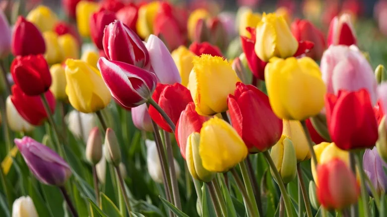 Helpful Tips For Transplanting Tulips In The Spring