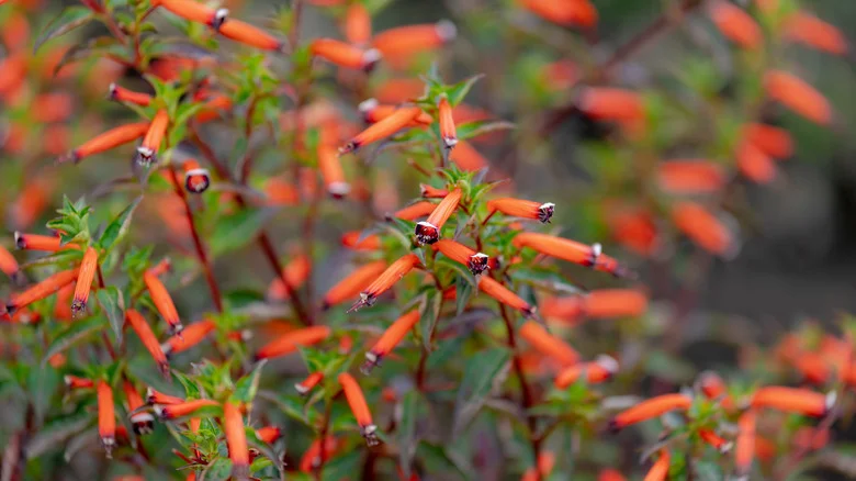 Helpful Tips To Grow Cigar Plants And Common Problems To Avoid