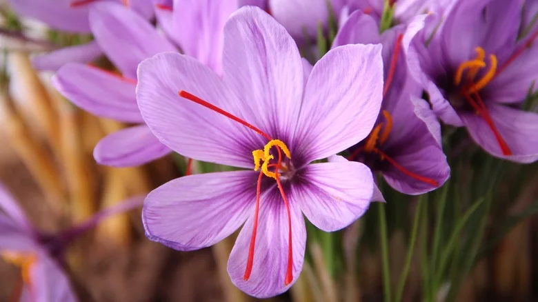 Helpful Tips To Start Growing Saffron Indoors